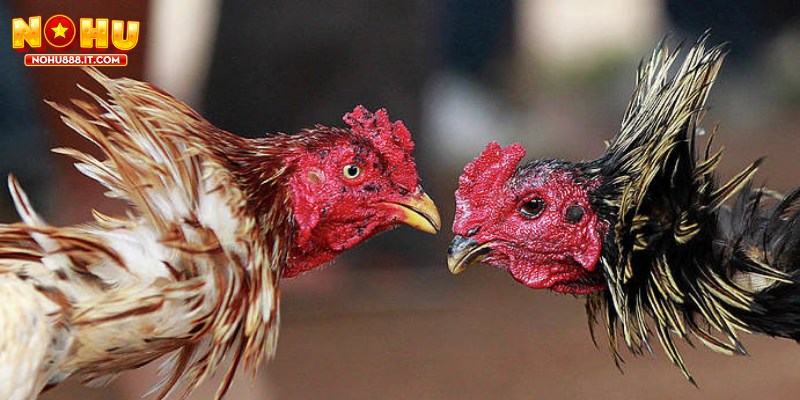 Cược gà chiến thắng trong vòng là một sự lựa chọn thú vị