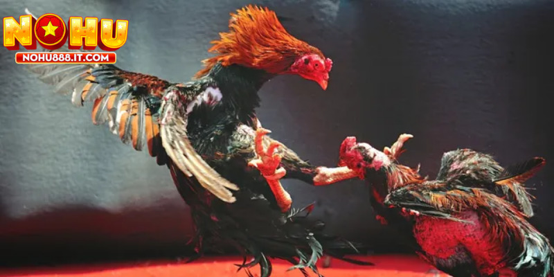 Cược tỉ số chính xác mang lại tỷ lệ thắng cao