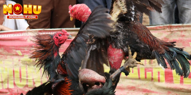 Đá gà 2025 đang phát triển mạnh mẽ