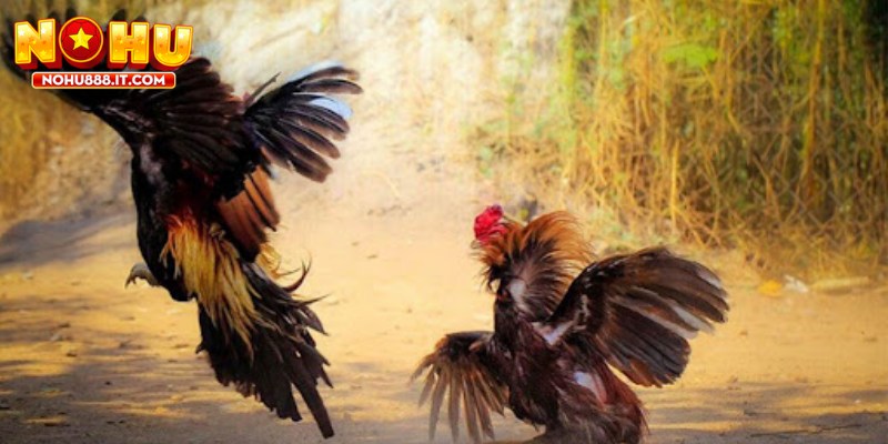 Đá gà Campuchia là môn cá cược hấp dẫn