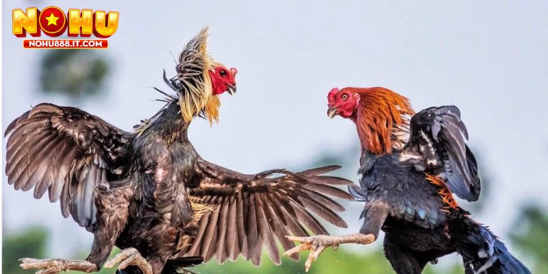Đá Gà NOHU888 là nền tảng cá cược đá gà trực tuyến uy tín