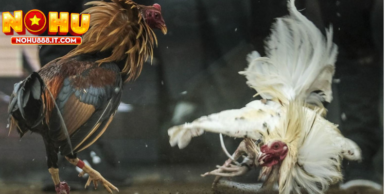 Sự kiên nhẫn là yếu tố quan trọng khi tham gia cá cược đá gà