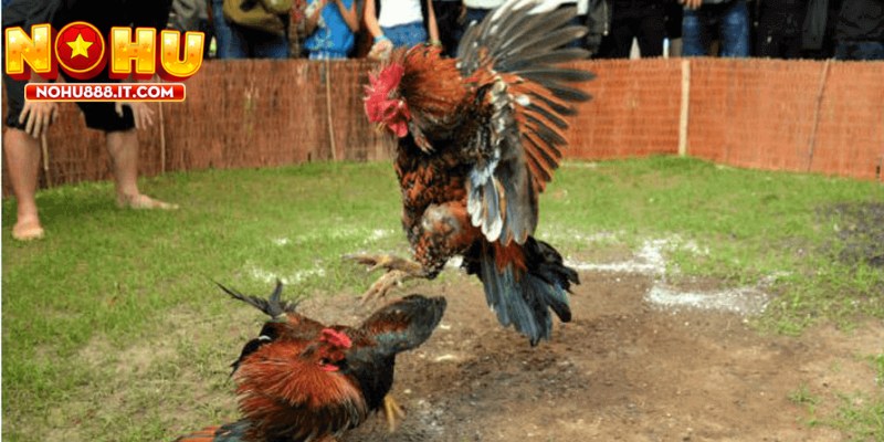 Tỉ lệ kèo đóng vai trò quan trọng trong việc chọn cược đúng đắn