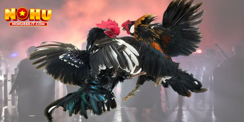 Tỷ lệ cược trong đá gà luôn thay đổi và cập nhật liên tục